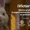 México prohíbe las pruebas cosméticas en animales
