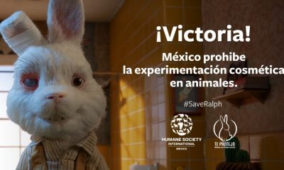México prohíbe las pruebas cosméticas en animales