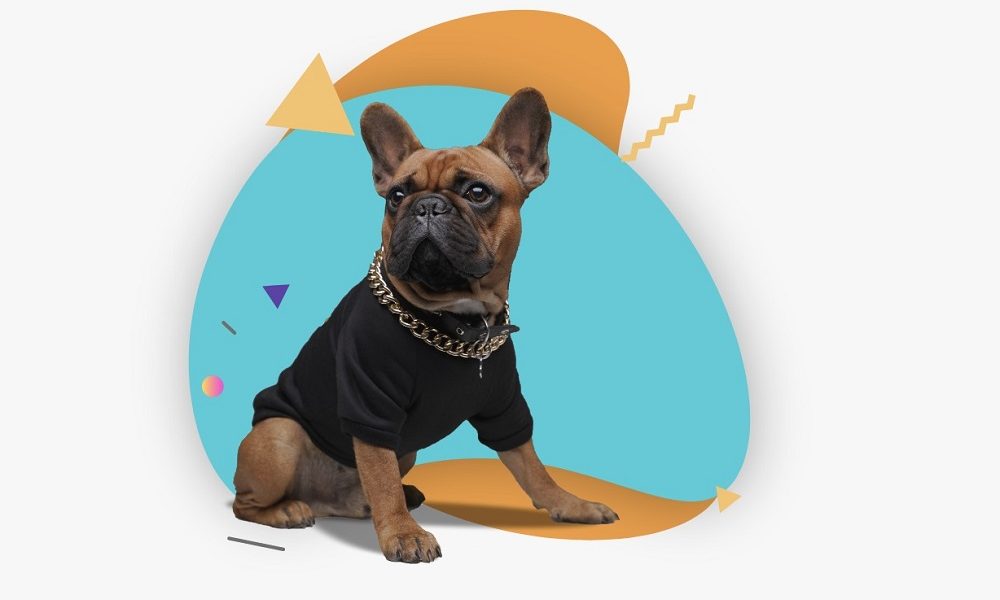 i&Pet: La startup que llega para proteger a nuestras mascotas