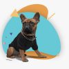 i&Pet: La startup que llega para proteger a nuestras mascotas